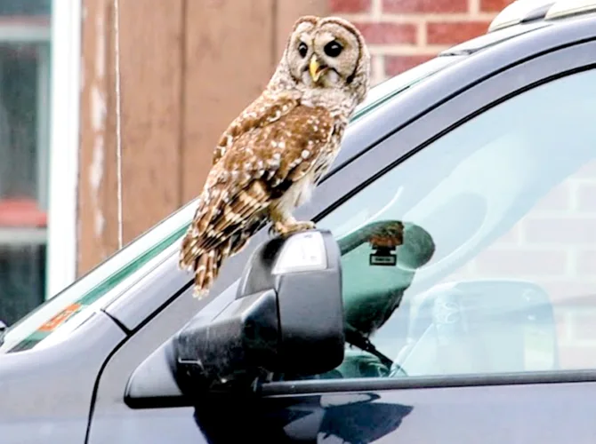 Injured owl flying high again